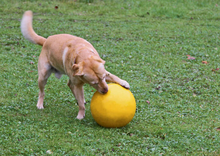 KERBL Hundespielball